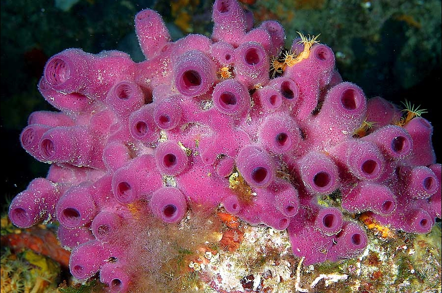 Haliclona mediterranea